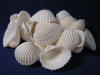 Large White Arc Clams