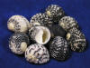 Nerite seashells in a pile.