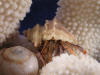 Hermit crab wearing Thias Mutabilis sea shell.