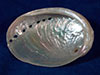 Bottom bowl side of a pearl abalone shell.