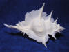 Murex alabaster shell has fine delicate spines and webbed wings that are fragile.