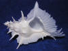 Murex Alabaster Seashells are beautiful sea shells for collectors.
