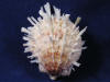 Spiny oyster shells have spikes.