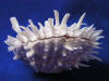 Spondylus americanus thorny oyster sea shells.