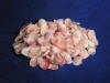 Apple Blossom Clam Seashells