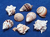 Assorted hermit crab sea shells.