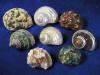Assorted Turbo large hermit crab shells.