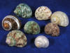 Eight assorted turbo seashells small.