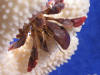 Pictures of Hermit Crabs wearing awesome sea shells.