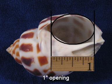 Oval opening sea shells are measured by picturing an oval within the opening, not measuring all the way to the crease where the hermit crab won't fit.