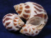 Babylon areola sea shells.