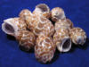 Babylon spirata hermit crab shells for sale.