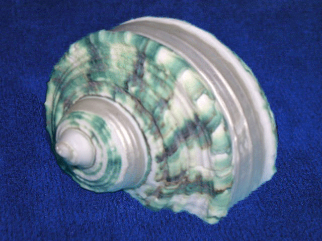 Banded silver mouth turbo shell.