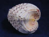 Side view of a whole hippopus clam shell.