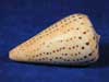 Spots on the body whorl of a conus betulinus beach cone shell.