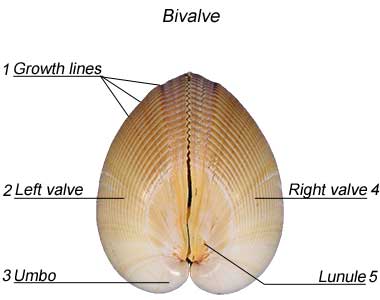 Basic anotomy of bivalve seashells.
