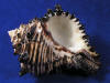 Black murex hermit crab shell.