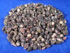 Black Nassa craft seashells.