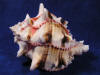 Spiky hermit crab shell.