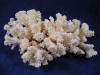 Brown Stem Coral