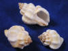 Cancellaria hermit crab shells for sale.