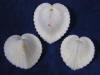 Cardium cardissa seashells are heart shaped shells.