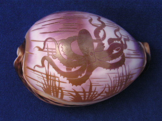 octopus carved cowrie