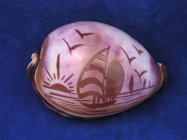 sailboat carved cowrie