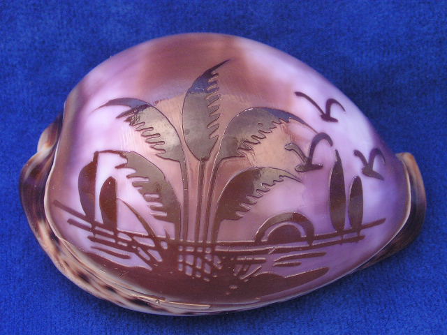 sea oats carved cowrie