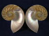 Both pearly halves of a natural center cut nautilus sea shell.