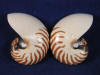 Natural brown stripe design on the exterior of center cut nautiluses.