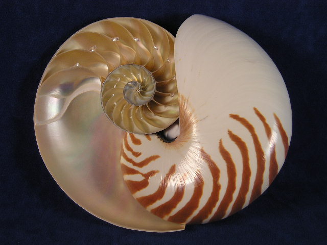 Center cut chambered nautilus have been sliced through the middle revealing the individual chambers