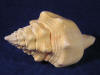 Spire of a chank sea shell with peachy tan coloring.