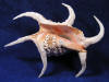 Chiragra Spider Conch Sea Shells