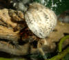 Hermit crab wearing nerite seashell.