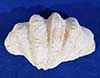 Giant tridacna gigas clam half with natural defects.