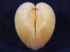 Yellow Heart Cockle Clam Seashells.