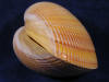 Side view of a yellow heart cockle clam seashell.