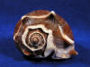 Apex and spire of a crown conch seashell.