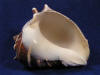 Creamy white mouth or aperture of a crown conch seashell.