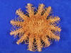 Crown of thorns starfish for sale.