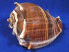 Crown conch seashell decor.