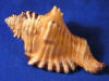 Body whorl of a cymatium perii triton seashell.