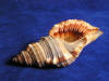 Although the Hairy Triton shell is a medium seashell, it is a small triton.