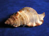 Hairy triton sea shell aka cymatium pilleare.