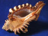 Cymatium peryii sea shells for sale.