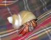 Hermit crab wearing a polished goldmouth turbo seashell.