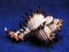 Body whorl of a long spine murex sea shell.