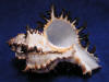Aperture, hole or mouth of a chicoreus cichoreum long spine murex seashell.