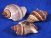 Fiber conch sea shells.